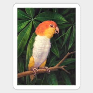 White Bellied Parrot Sticker